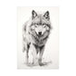 "Wolf Sketch" Poster - Print